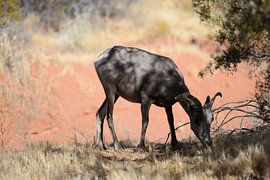 Wildlife by Ray Lagrand