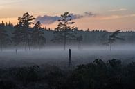 Mistige zonsondergang met dennenbomen in een natuurpark in Zweden van Bart Cox thumbnail