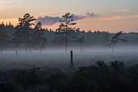 Mistige zonsondergang met dennenbomen in een natuurpark in Zweden
