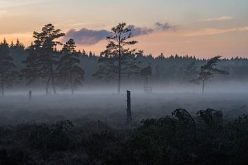 Nebliger Sonnenuntergang mit Kiefern in einem Naturpark in Schweden von Bart Cox