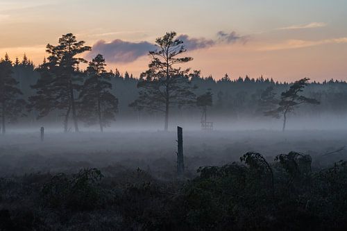 Nebliger Sonnenuntergang mit Kiefern in einem Naturpark in Schweden