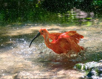 Red Sickler badend in het water van ManfredFotos
