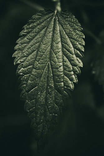 Brennnesselblatt mit Regentropfen – Botanische Nahaufnahme