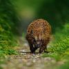 Charging Hedgehog by Jimmy Sorber