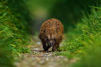 Igel