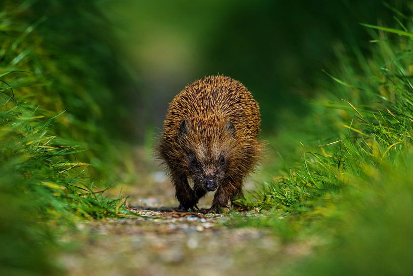 Igel von Jimmy Sorber