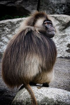 Closeup of a Gelada monkey by Chihong