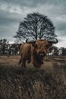 Scottish Highland Bull