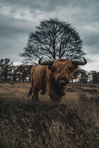 Scottish Highland Bull by Colin van Wijk