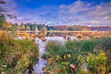Herbstwald aus Drenthe von eric van der eijk