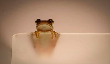 Froggy van BL Photography