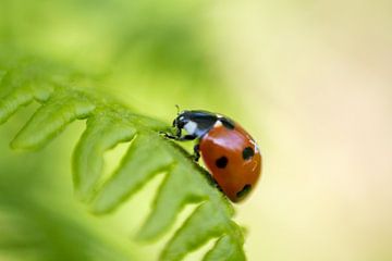 Ladybug by Janneke Snellink