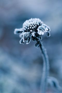 Bevroren jonge bloem van Lily Ploeg