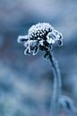 Gefrorene junge Blume von Lily Ploeg Miniaturansicht