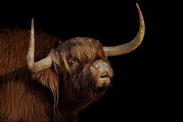 Schotse Hooglander stier, portret. van Gert Hilbink
