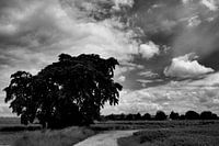 Boom in landschap.