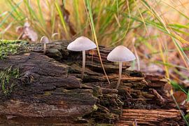 Champignons sur une souche d'arbre sur Richard Gilissen