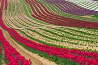 Les tulipes
