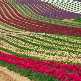 Les tulipes by Georges Rudolph