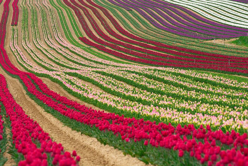 Les tulipes by Georges Rudolph
