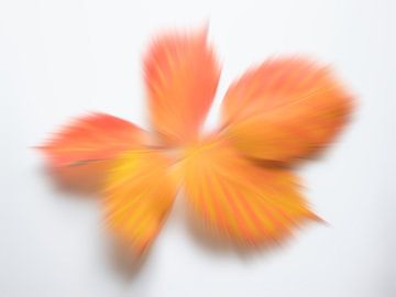 Playful autumn colours 4 by Jaap Tanis