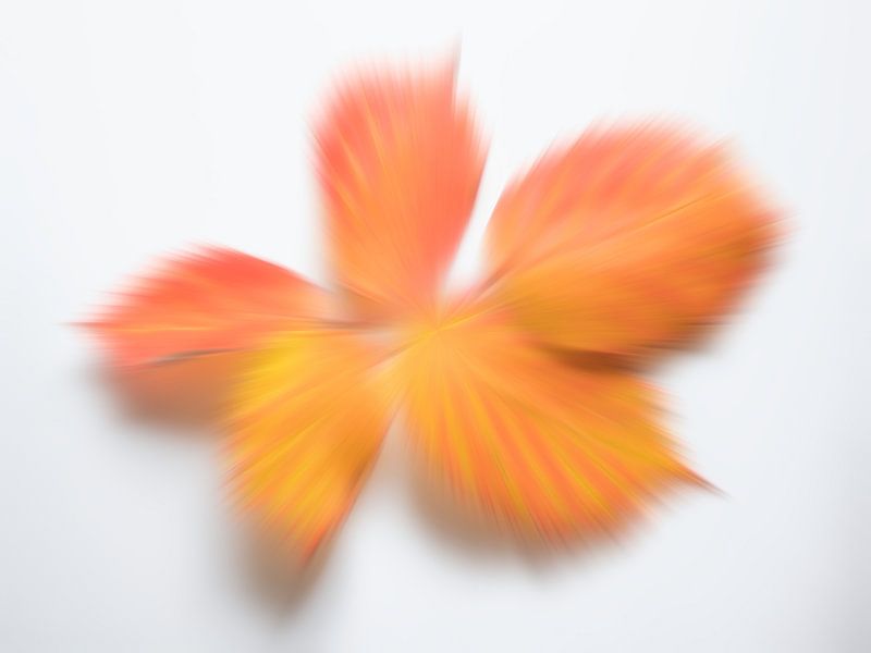 Playful autumn colours 4 by Jaap Tanis