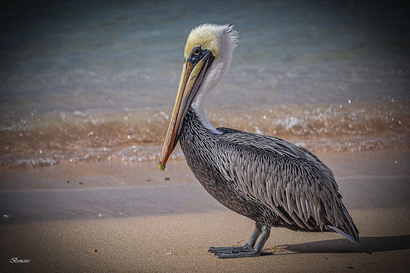 Pélican en mer - Bonaire par Jacques Aben