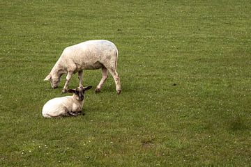 Lam met moeder schaap op de dijk van Alexander Wolff