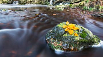 Hautes Fagnes de la rivière Hoëgne sur AGAMI Photo Agency