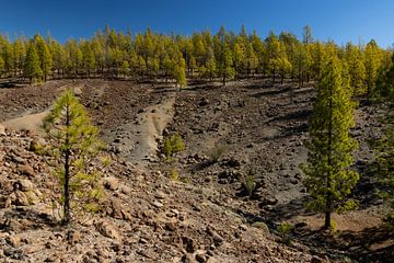 Volcanic landscape with pine forest, Paisaje Lunar, Tenerife