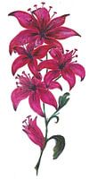Red Lillies
