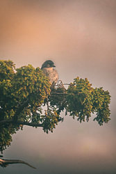 Oiseau à l'affût