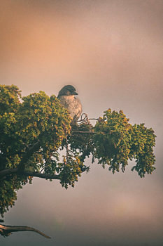 Oiseau à l'affût