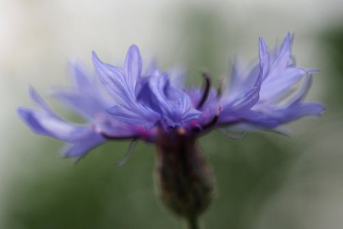 Soft focus korenbloem.