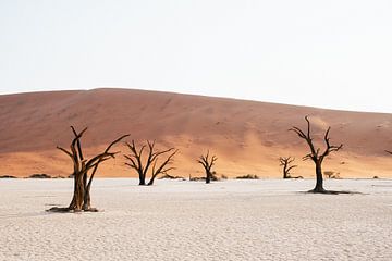 Deadvlei | Namibie, Sossusvlei sur Suzanne Spijkers