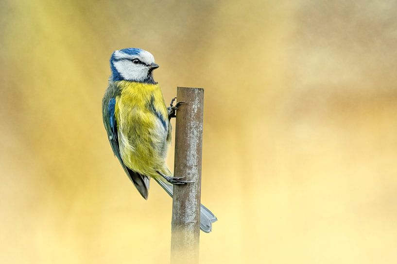 Blue tit on branch by Gianni Argese