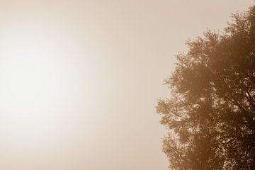 Baum in der nebligen Morgensonne (1/2) von Oog in Oog Fotografie