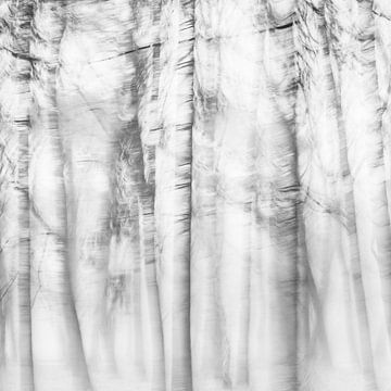 Een winterfoto van een mistig boslandschap in zwart-wit van Imaginative