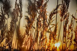 Zonsopkomst achter riet van Guido  van Herpen