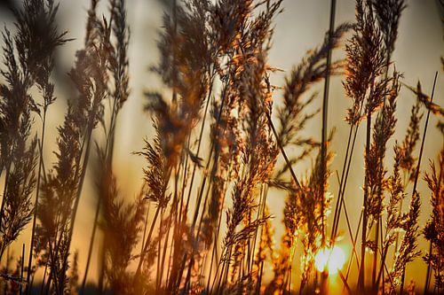 Zonsopkomst achter riet