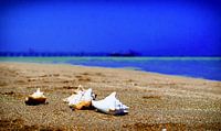 Tropisch Strand