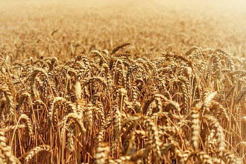 Cereals in the field on a summer's day