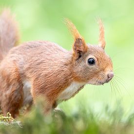 Rotes Eichhörnchen von Dirk van Doorn