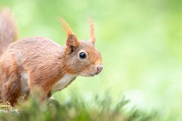 Rotes Eichhörnchen von Dirk van Doorn