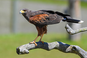 Woestijnbuizerd