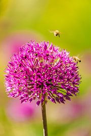 Close-up natuur van Martijn Kort