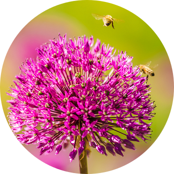 Close-up natuur van Martijn Kort