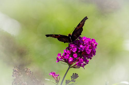 Peacok vlinder op een vlinderstruik