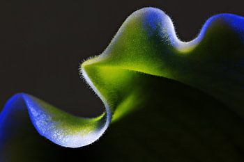 Bijzonder belichting op een blad
