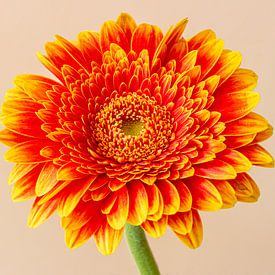 gerbera van Corien van der Reest